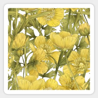 Buttercup summer flower on white Sticker